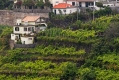 505_Madera_Ponta Delgada